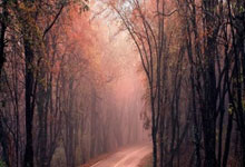 开云-全运会｜郑钦文将缺席十五运会网球比赛